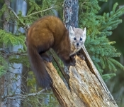 PineMartin6618